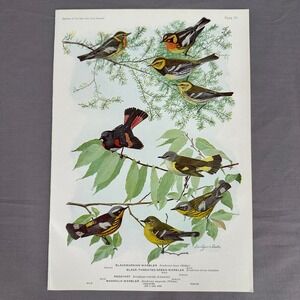 1936 Louis Fuertes Black Throated Green Magnolia Bird Plate Vtg Art Wall Print